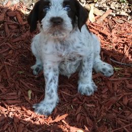 Boy 4 - Brown and gray male Wirehaired Pointing Griffon puppy in Afton, Wisconsin from Daehler's Wirehaired Pointing Griffons