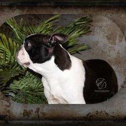 Gabby - Boston Terrier