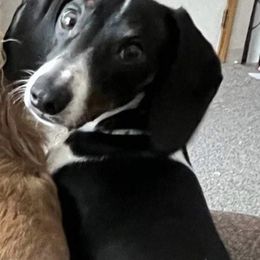 Dash - Dachshund