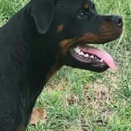 Boy 1 - Black and mahogany male Rottweiler puppy in Houston, Texas from Hicks Farms Rottweilers