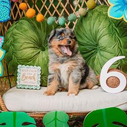Reef - Blue merle male Australian Shepherd puppy in Eubank, Kentucky from Ashlee's Aussies