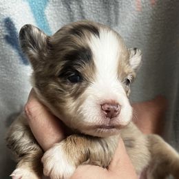 RMF2 - Red merle Toy Australian Shepherd puppy in Griffin, Georgia from No Matter Farm