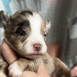 RMF2 - Red merle Toy Australian Shepherd puppy in Griffin, Georgia from No Matter Farm