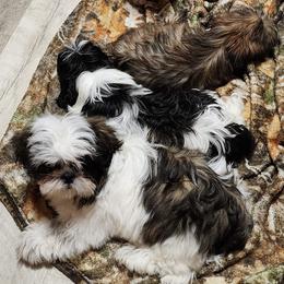 Shih Tzus from Chère Bébé ShihTzus