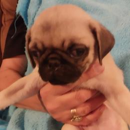 Boy 1 - Fawn male Pug puppy in Gadsden, Alabama from Gadsden Pugs
