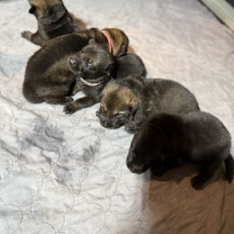 Blue - Sable male German Shepherd puppy in Ottawa, Kansas from Weberhaus German Shepherds