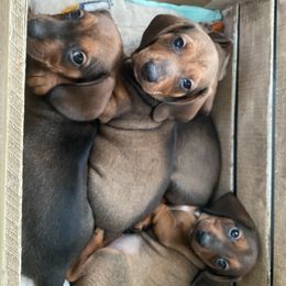 Dachshund Puppies from Harper’s Waggin Winnie’s