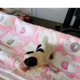 Frosty - White male Havanese puppy in Cuba, Missouri from Bouncy Bubbly Havanese