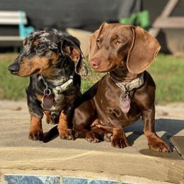 Dachshunds from Tristan Mini Dachshunds