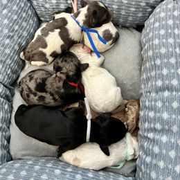 Cockapoo puppies from ApplebyFarm