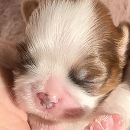 Star - Gold and white Shih Tzu puppy in Frederick, Maryland from Shih Tzu Puppy in Maryland