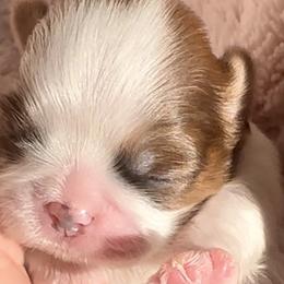 Star - Gold and white Shih Tzu puppy in Frederick, Maryland from Shih Tzu Puppy in Maryland