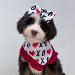Melody - Brown female Bernedoodle puppy in Fleming, Colorado from Vandenbark Doodles