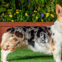 American Corgis and Pembroke Welsh Corgis from R&B Corgis