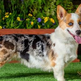 American Corgis and Pembroke Welsh Corgis from R&B Corgis