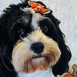 Cavapoos and Poodles from Wonderfully Made Poodles & Doodles