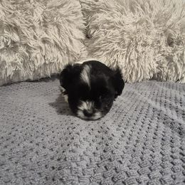 Girl 3 Daisy - Black and white female Mal-Shi puppy in Austin, Texas from Austin Maltese Babies