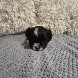 Girl 3 Daisy - Black and white female Mal-Shi puppy in Austin, Texas from Austin Maltese Babies