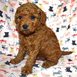 Parker - Red  male Goldendoodle puppy in Jasper, Indiana from Hilltop Pups LLC