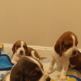Basset Hound Puppies from Amy Schoultheis