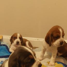 Basset Hound Puppies from Amy Schoultheis