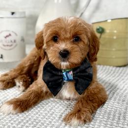 Black boy - Red male Bernedoodle puppy in Waukesha, Wisconsin from Bernedoodle Boutique (and Cavapoos)
