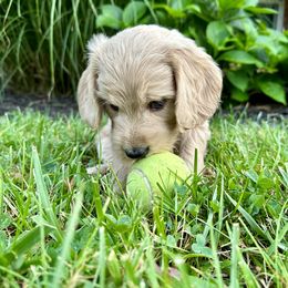 Goldendoodle Puppies from Lykeable Farms