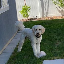 Goldendoodle All Grown Up from Island 7 Goldendoodles
