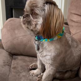 Shih Tzu All Grown Up from I Shih Tzu not Puppies of the Gulf Coast