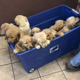 Golden Retriever Puppies from Nelsons Goldens