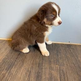 Red Tri - Red tri-color female Australian Shepherd puppy in Wittmann, Arizona from Wranglin Farms