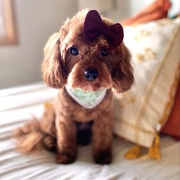 Jazz - Cavapoo
