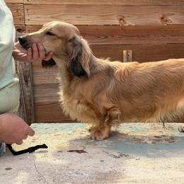 Aegon - Cream male Dachshund puppy in Hazlehurst, Georgia from DrakeFire Dachshunds