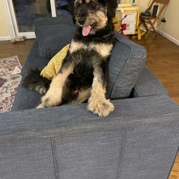 Bear - Bernedoodle
