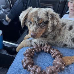 Miniature Australian Shepherd and Toy Australian Shepherd Puppies from Northern Roots Aussies