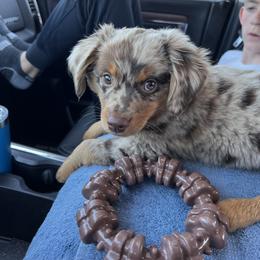 Miniature Australian Shepherd and Toy Australian Shepherd Puppies from Northern Roots Aussies