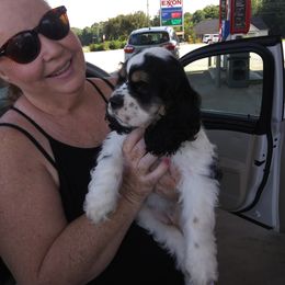 Cocker Spaniel Puppies from Hartwell Cocker Spaniel Kennel