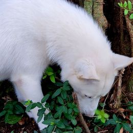 Ice - White Siberian Husky puppy in Starks, Louisiana from Southland Husky Kennels LLC.