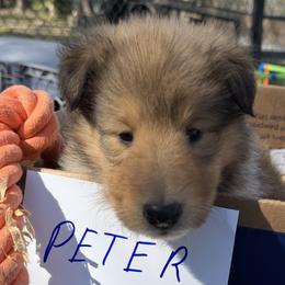 Peter - Sable and white male Collie puppy in Carencro, Louisiana from Cajun Bayou's Collies LLC