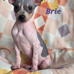 Brie - Black tan and white female American Hairless Terrier puppy in Fort Wayne, Indiana from Mapleleaf AHT