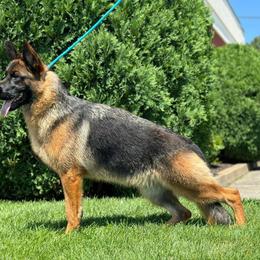 Mija - German Shepherd