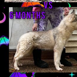 Nebula - Siberian Husky