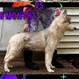 Nebula - Siberian Husky