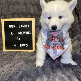 Sleepy (Lavender Collar) - White female Siberian Husky puppy in Lagro, Indiana from Siberian Huskies-Beckham the Great