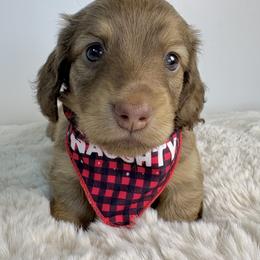 Dachshund Puppies from The Dach House
