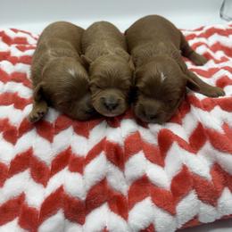 Simba - Red male Cavapoo puppy in Central, Arizona from Desert Valley Doodles
