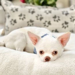 MILAN - Chihuahua