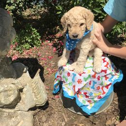 Goldendoodle and Poodle Puppies from Garden of Weedin