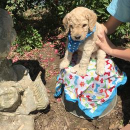 Goldendoodle and Poodle Puppies from Garden of Weedin
