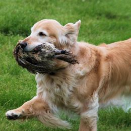 Golden Retriever All Grown Up from Lori Copsey's Golden Retrievers